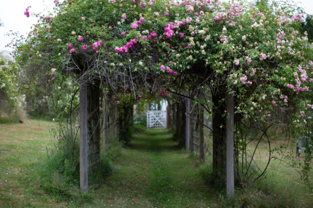 Arbori ricoperti di rose