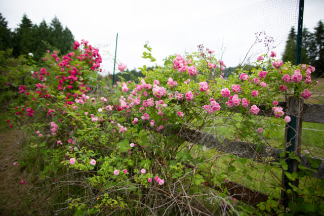 Rose crescenti lungo una recinzione