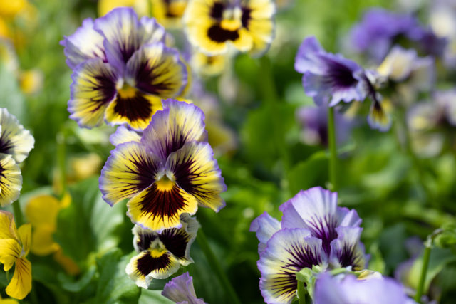 Zoom su violette e viole da Floret