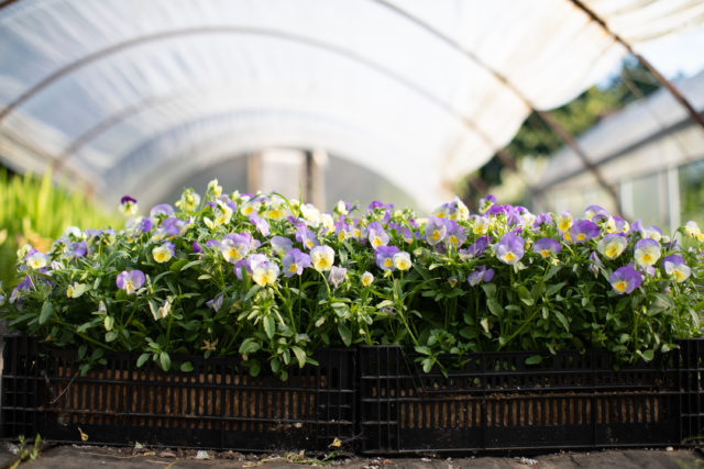 Trial di violette e viole di Floret