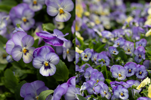 Viole e viole come fiori recisi da Floret