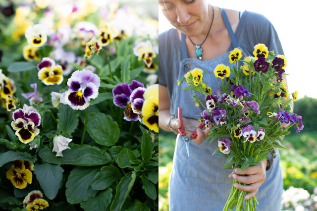 Viole e viole da Floret