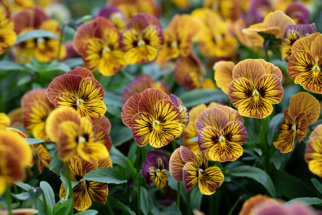 Zoom su violette e viole da Floret