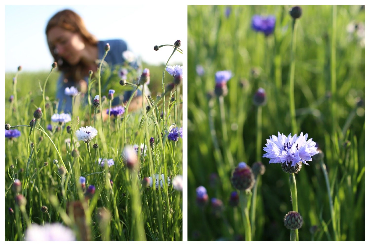 Fiori di bottoni di laurea