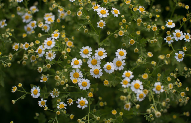 Feverfew in crescita