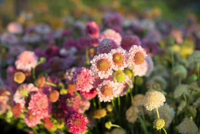 Fiori di cuscinetto