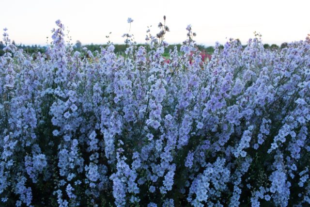 Larkspur in campo