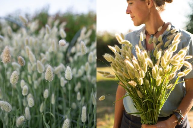 Erba Bunny Tails