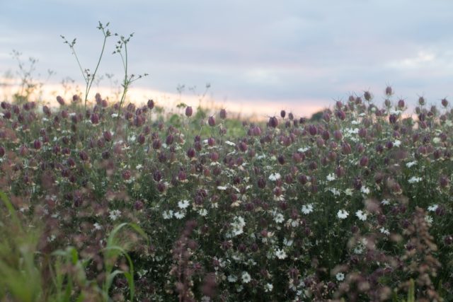 Love in a mist