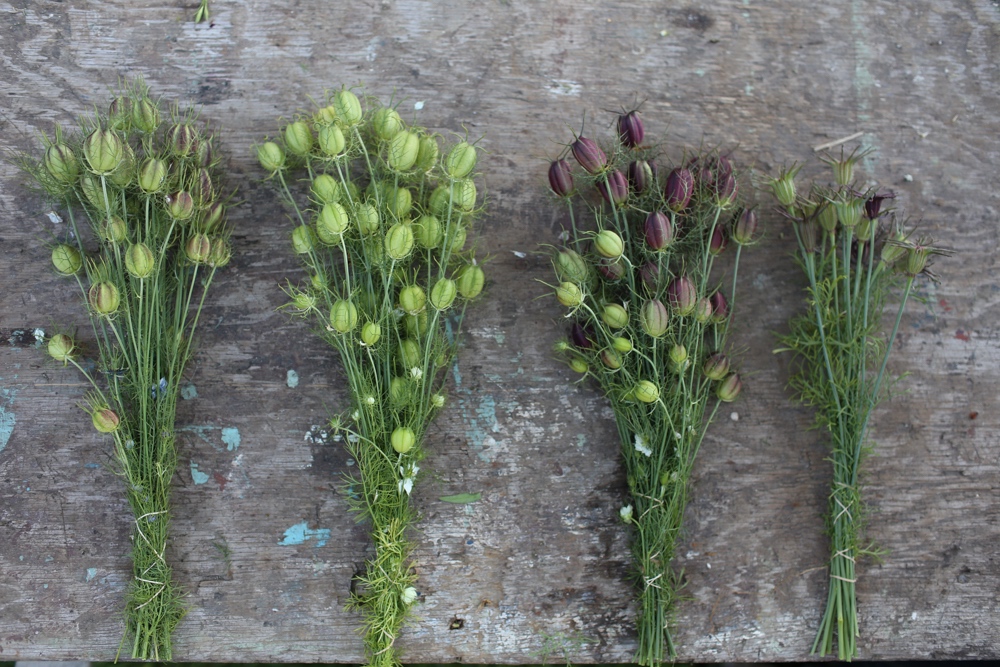 Capsule di Love in a mist