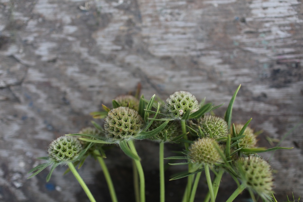 Baccelli di Scabiosa