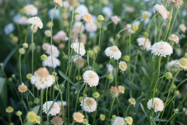 Fiore a Cuscino Fata Morgana