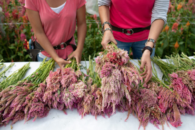 celosia essiccata