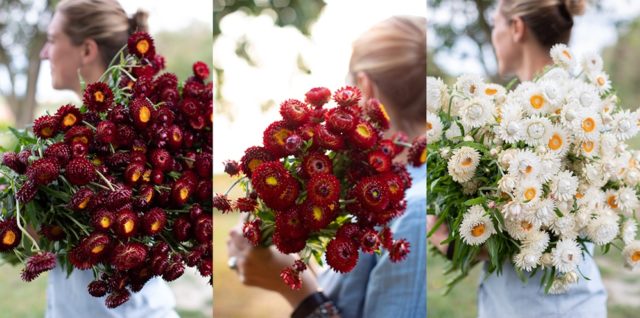 Fiori di strawflower rossi e bianchi