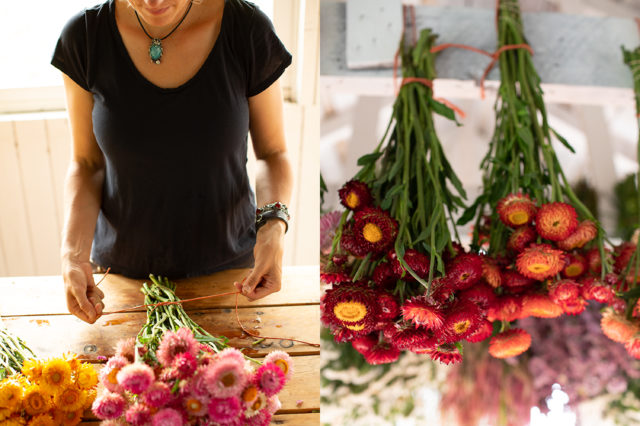 legare mazzi di strawflower essiccati