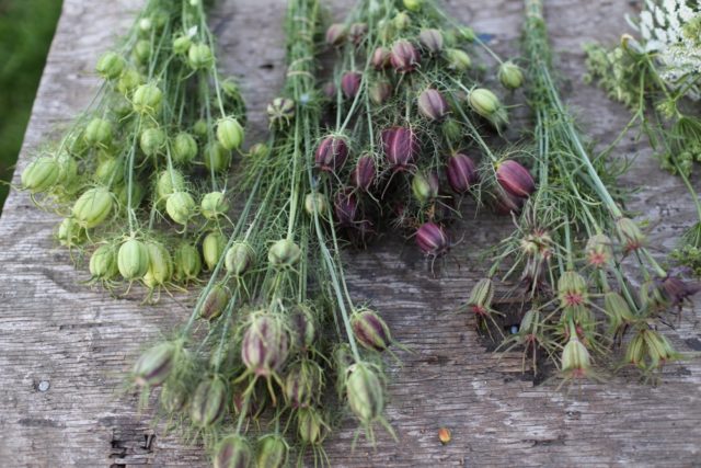 Baccelli di love-in-a-mist