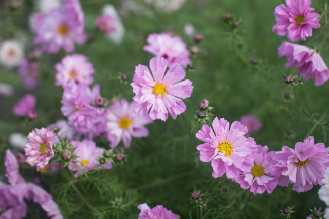 Primo piano dei fiori di Cosmos