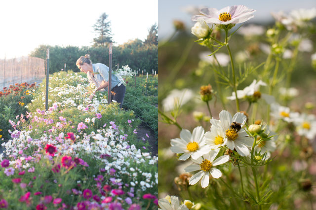 Campo di cosmos alla Floret Flower Farm