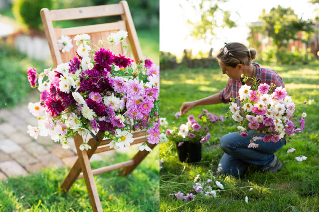 cosmos alla Floret Flower Farm