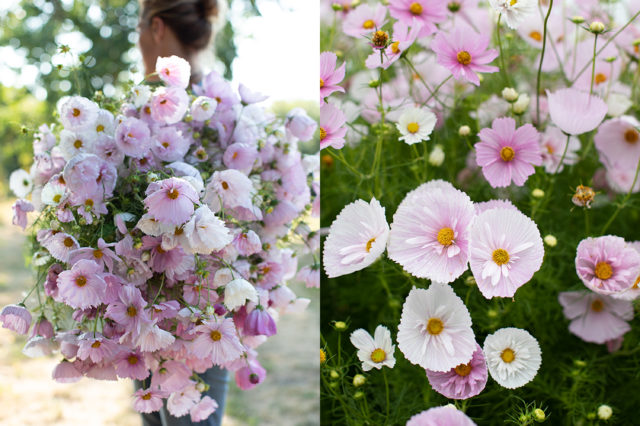 un braccio pieno di cosmos rosa alla Floret