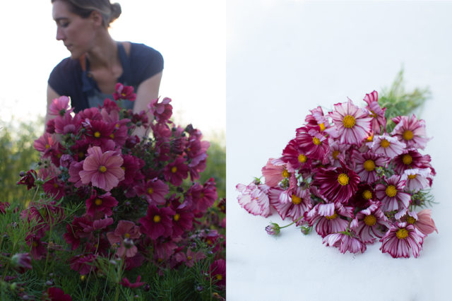 raccolta di cosmos alla Floret Flower Farm