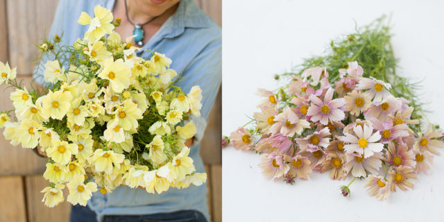 Xanthos e Pink Lemonade Cosmos da Floret