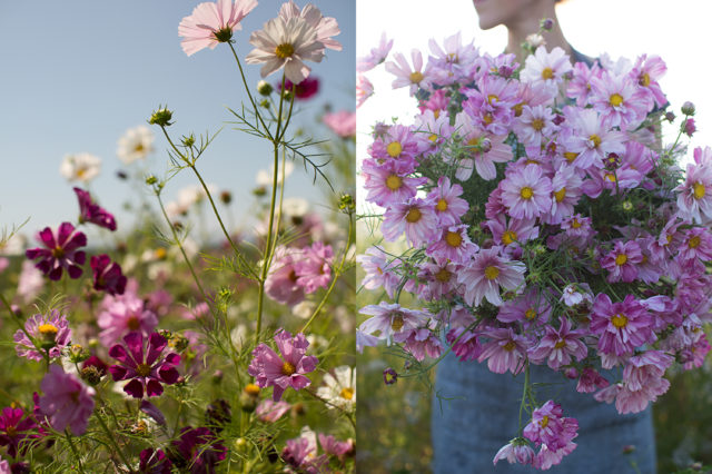 Un braccio pieno di fiori di cosmos alla Floret Flower Farm