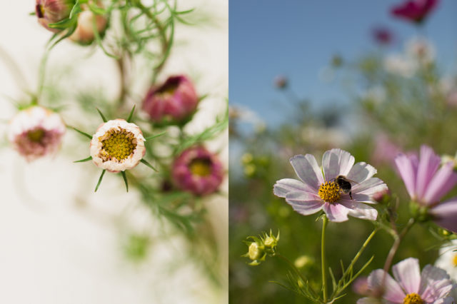 impollinatori e cosmos alla Floret Flower Farm