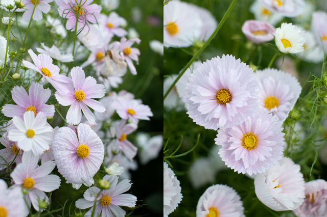 Primo piano di cosmos rosa