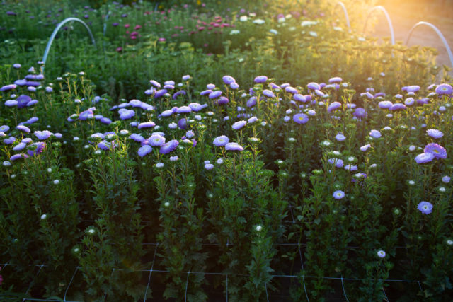 Test di semi di fiori di astri cinesi presso Floret