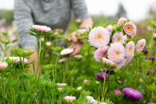 Raccolta dei fiori di astri cinesi presso Floret