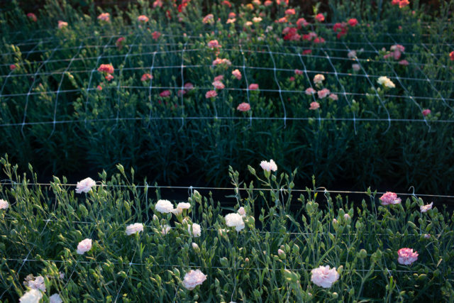 Prova di garofani presso Floret