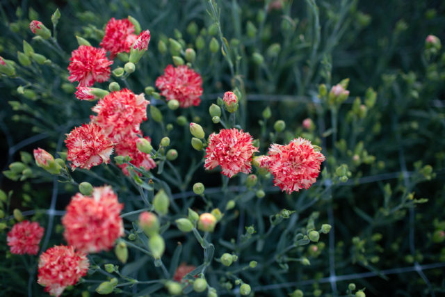 Prova di garofani presso Floret