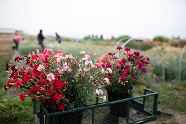 Secchi di garofani coltivati da seme presso Floret Flower Farm