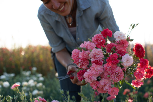 Carico di garofani raccolti a Floret