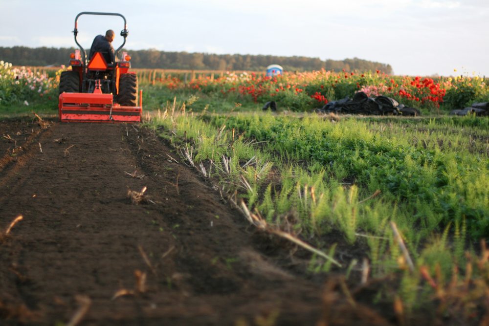 Incorporazione di compost e fertilizzante organico nei letti di fiori