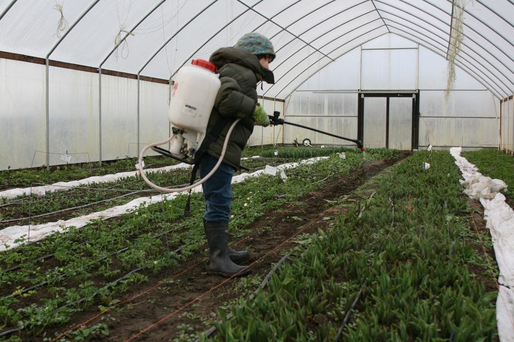 Nutrire le giovani piante con tè di compost