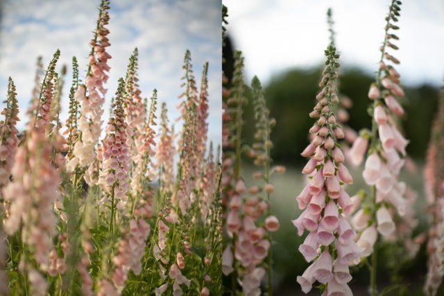 Digitalis 'Apricot Beauty'