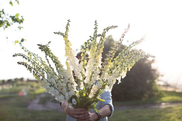 Digitalis 'Alba'