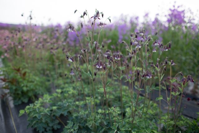 Aquilegia in campo