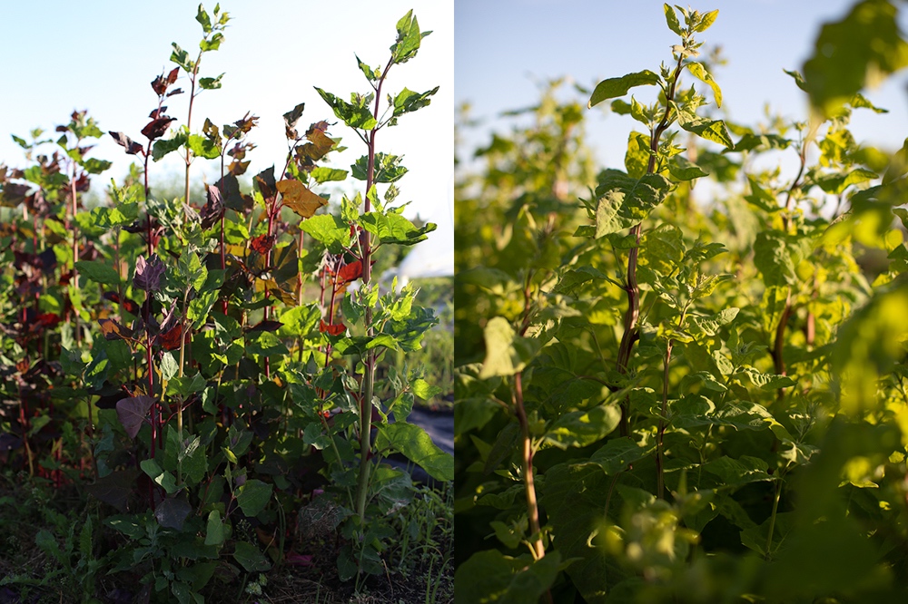 Orach 