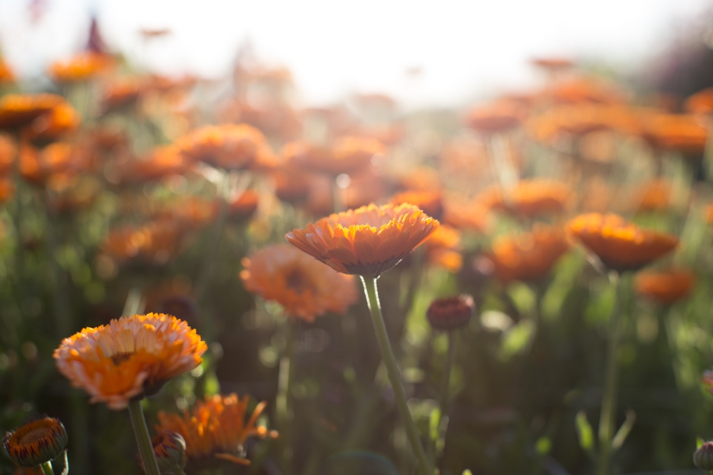 Calendula