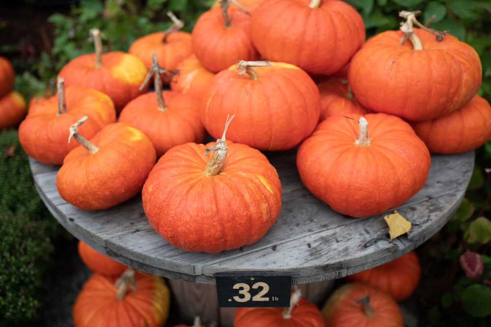 ornamental squash and pumpkins