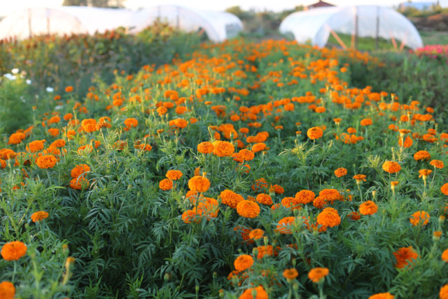 Campo di calendule