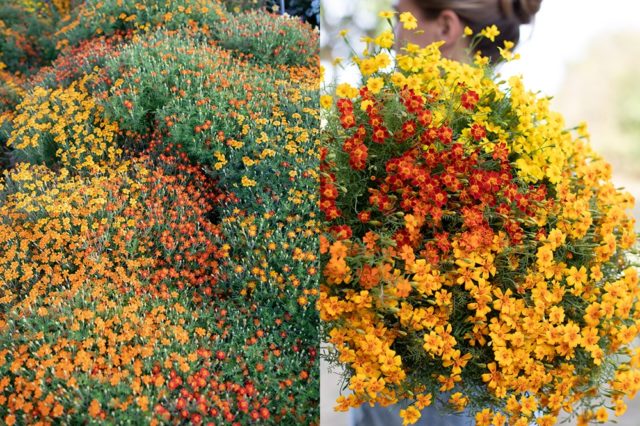 Mix di fiori di calendule