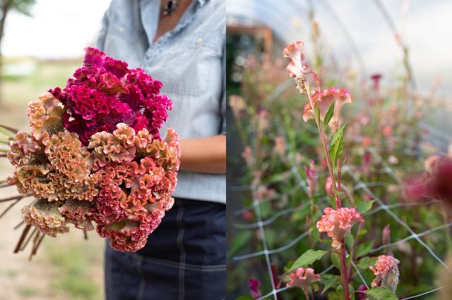 Bouquet di fiori di celosia