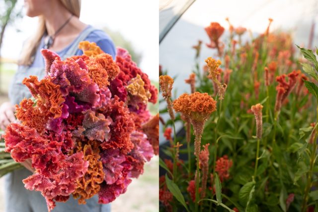 Colori vivaci dei fiori di celosia