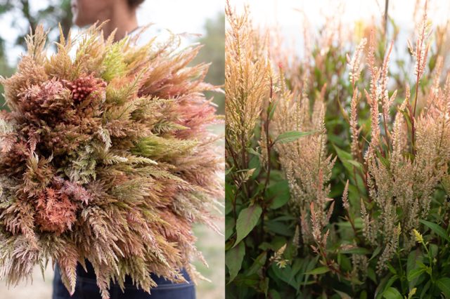 Celosia piumata