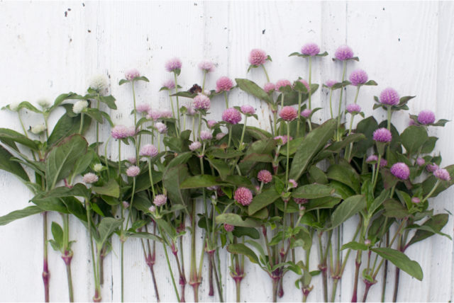 Vista dall'alto di globe amaranth 'Pastel'