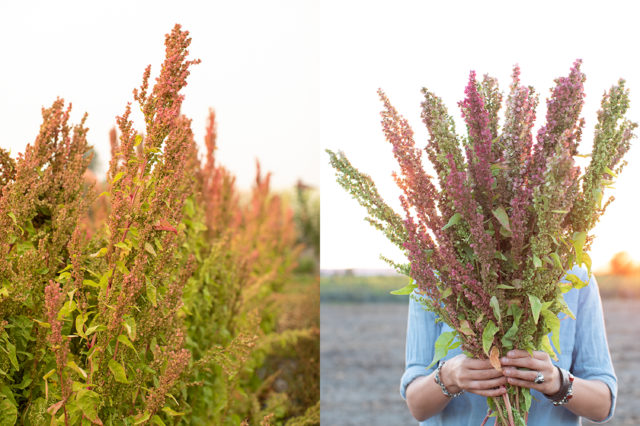 Orach come fogliame per fiori recisi